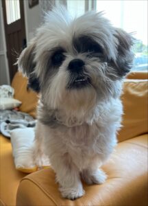 ID: photo of Joey, a black, gray, and white shih tzu with a toothy grin