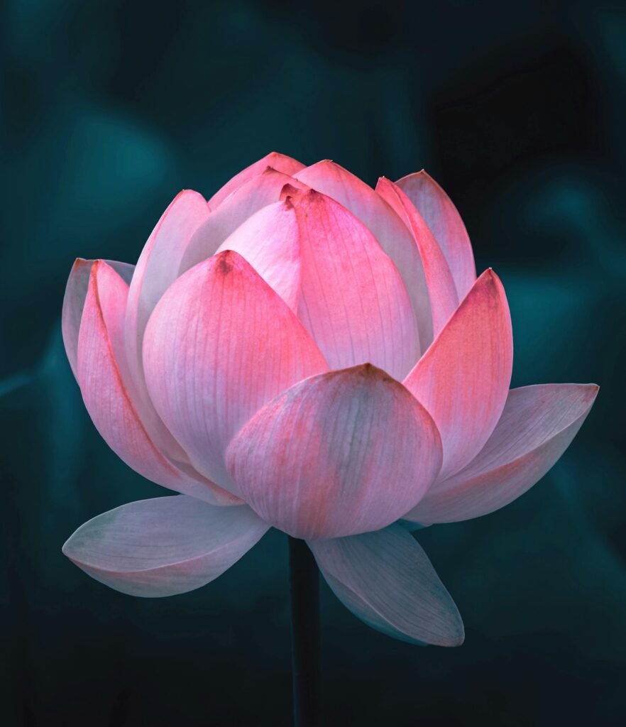 ID: photo of a pink Lotus.