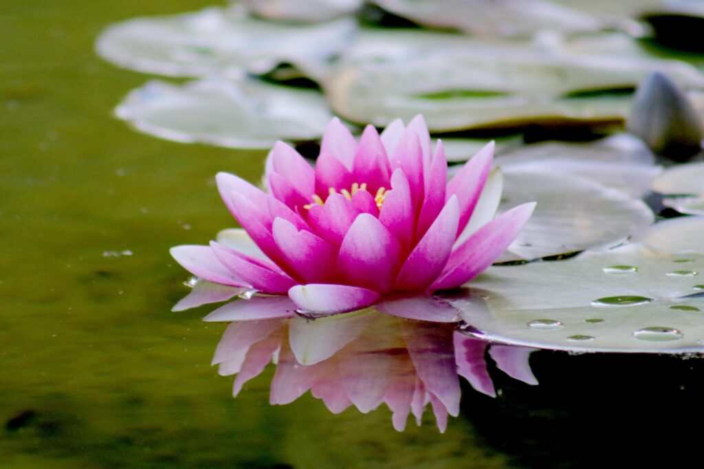 stock photo of a vibrant pink water lotus with water drops, on green water.