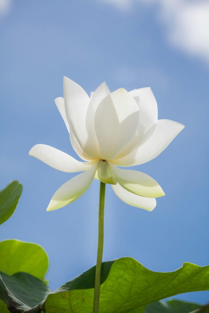 Image of a closeup of a white lotus.